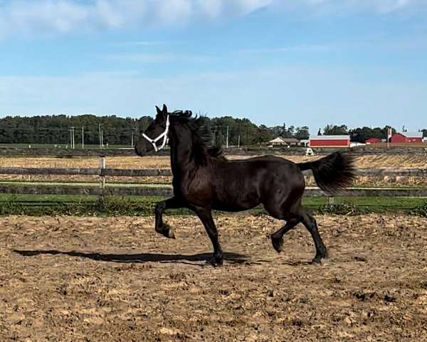 warmblood-gelding