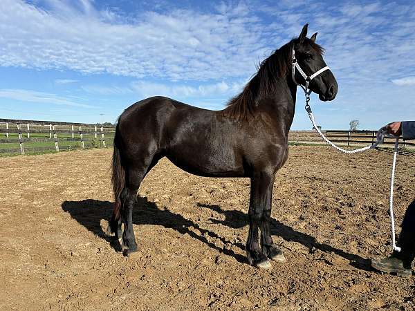 canadian-warmblood-gelding