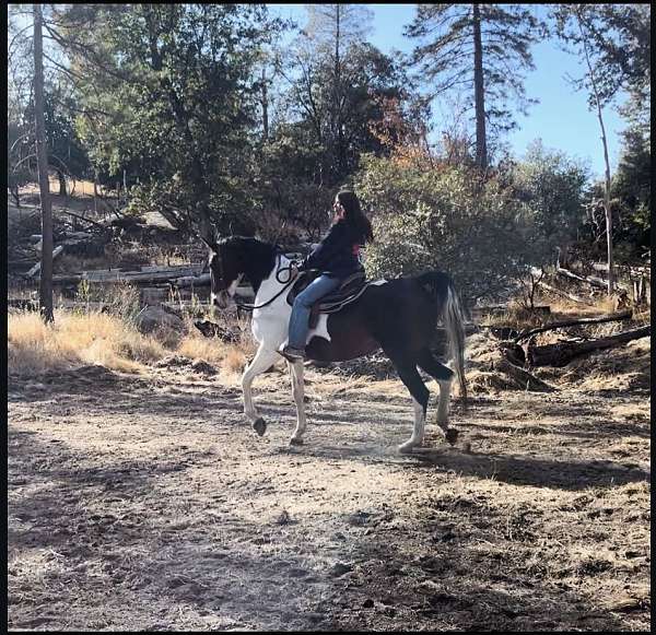 saddlebred-gelding