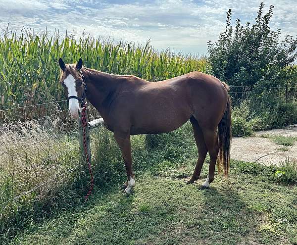 sorrel-project-started-under-saddle-horse