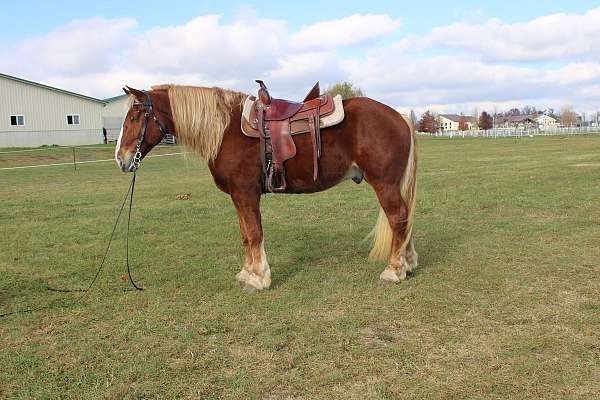 red-dun-team-driving-horse