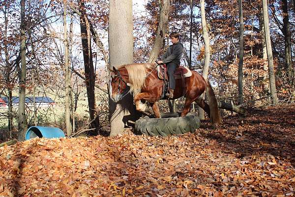 all-around-draft-horse