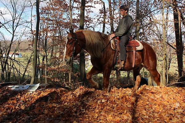 athletic-draft-horse