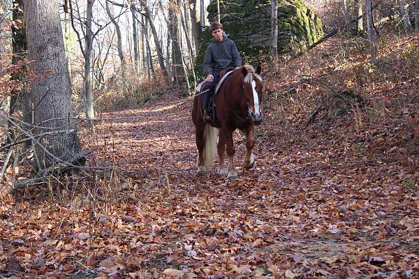 parade-draft-horse