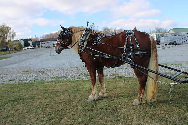 red-dun-white-strip-legs-horse