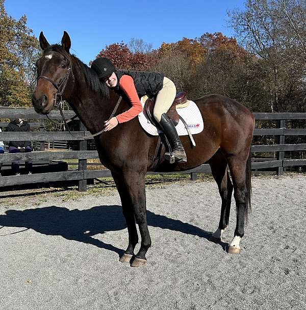 bay-thoroughbred-gelding