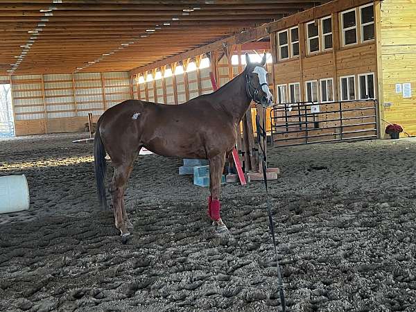 ottb-thoroughbred-horse