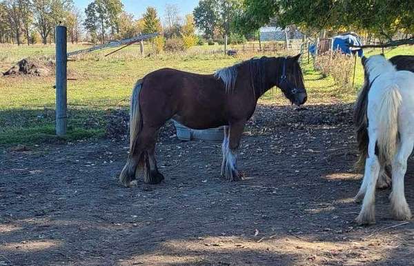 bay-with-black-feather-horse