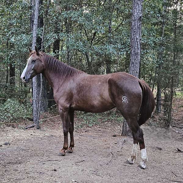 bathes-iberian-horse