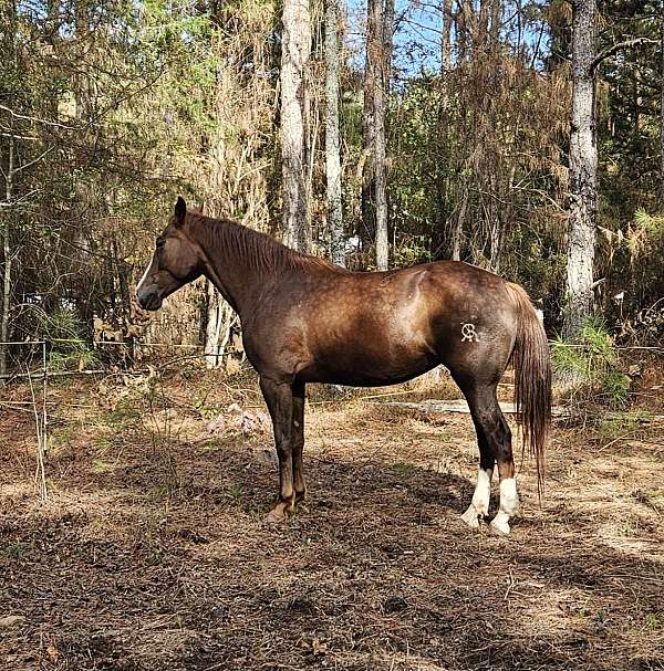 bathes-iberian-horse