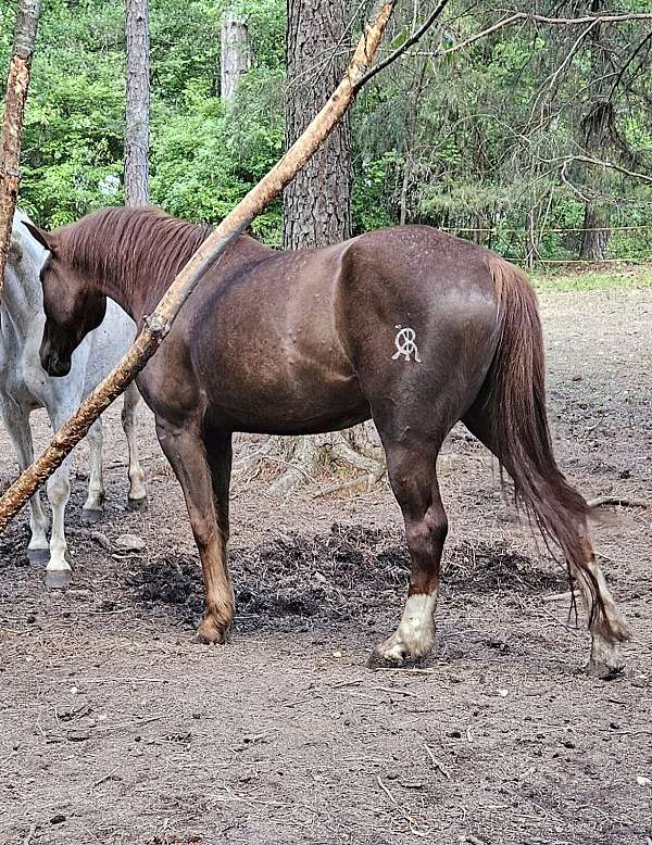 broodmare-iberian-horse