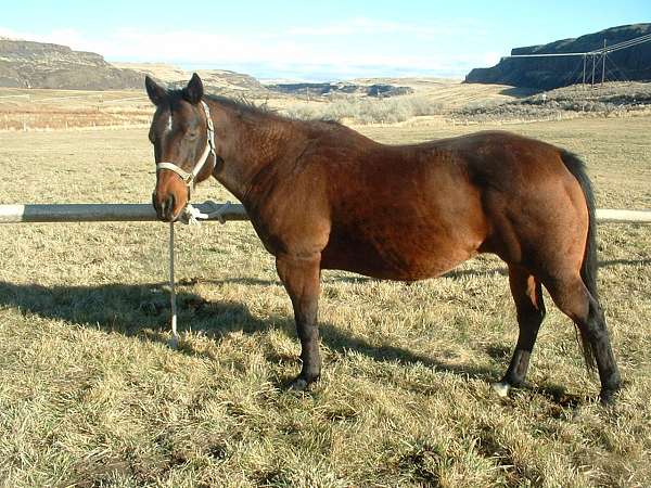 star-snip-half-pastern-horse