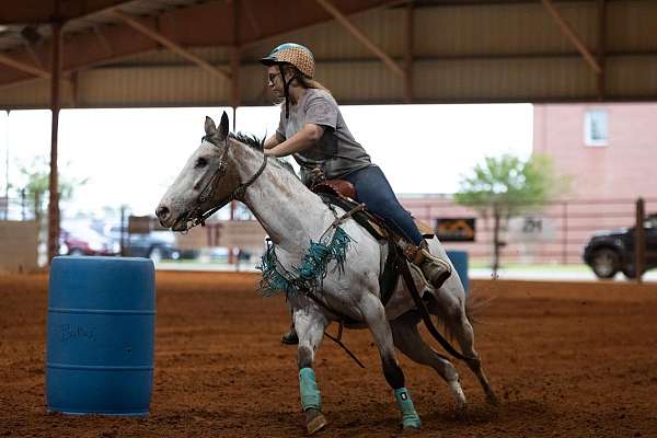 barrel-project-appaloosa-horse