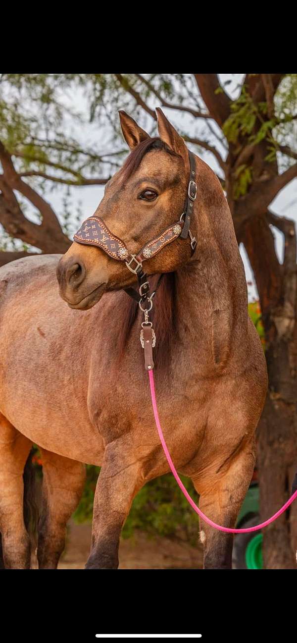 buckskin-roan-ranch-horse