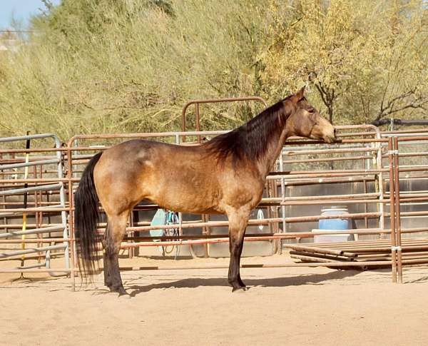 buckskin-roan-ranch-horse