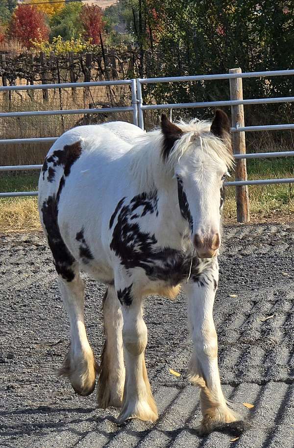 gypsy-vanner-filly