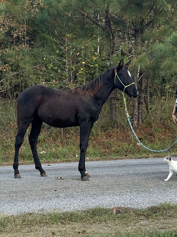 all-around-quarter-horse