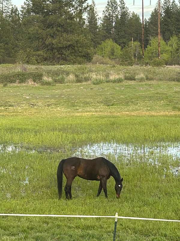 appendix-gelding