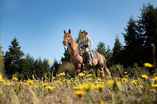 all-around-arabian-horse