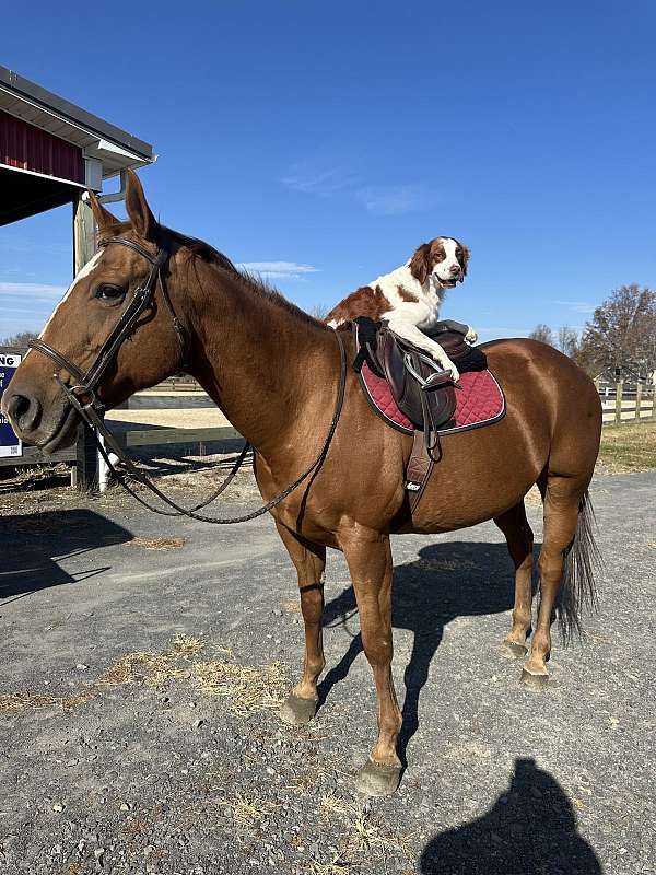 chestnut-quarter-horse-mare