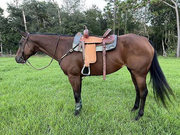 quarter-horse-mare