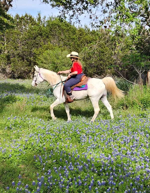 arabian-gelding