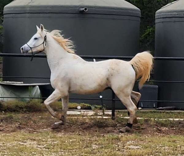 arabian-gelding