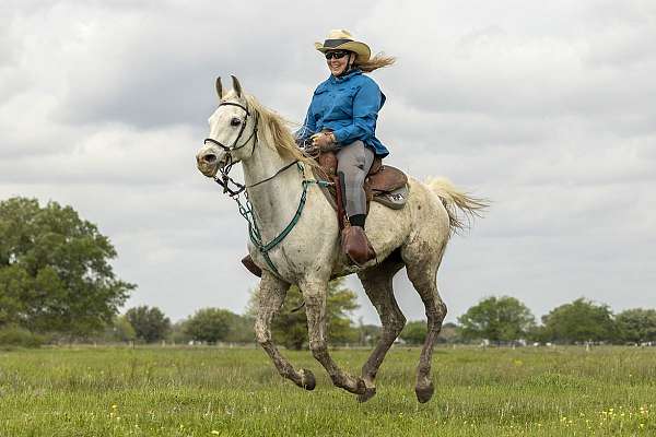 registered-aha-gelding