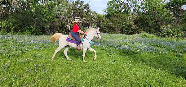 age-arabian-horse