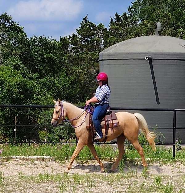 green-broke-palomino-horse