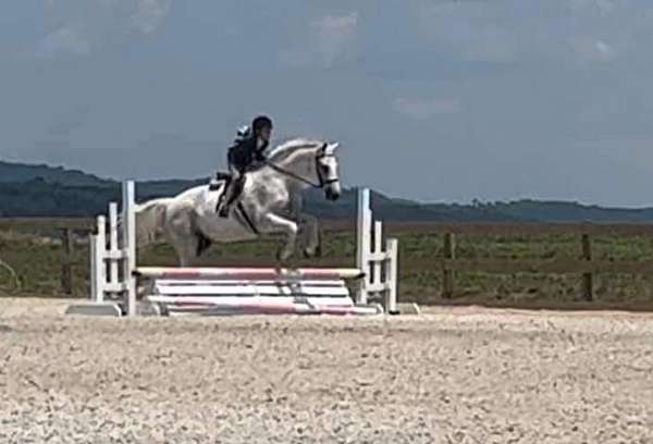 beginner-warmblood-horse