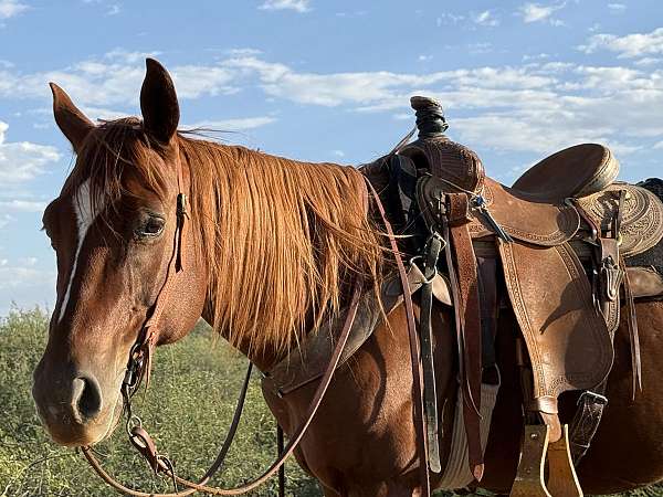 quarter-horse-gelding