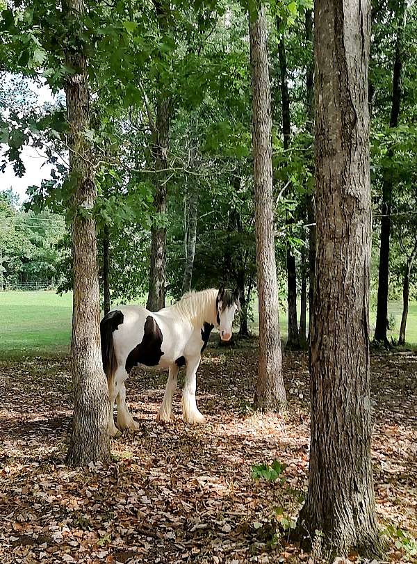 beautiful-gypsy-vanner-horse