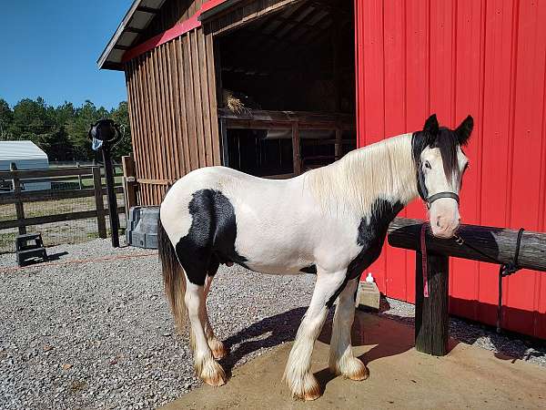 calm-gypsy-vanner-horse