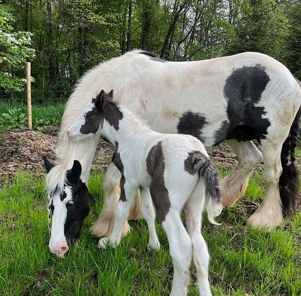 draft-gypsy-vanner-horse