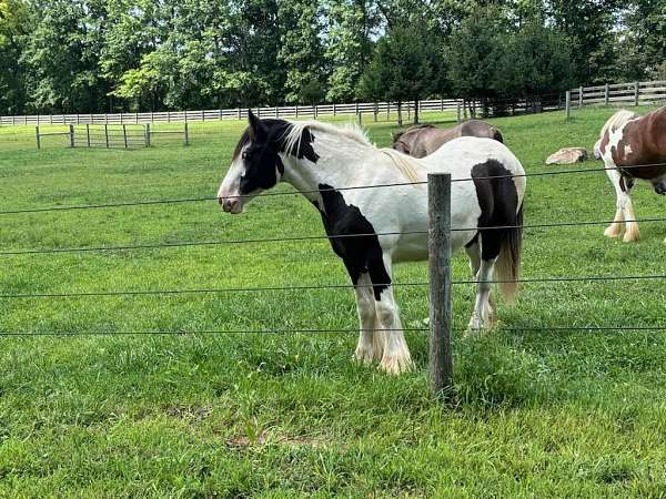 draught-gypsy-vanner-horse