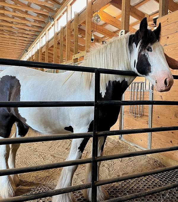 farrier-gypsy-vanner-horse