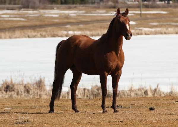 ridden-western-paint-horse