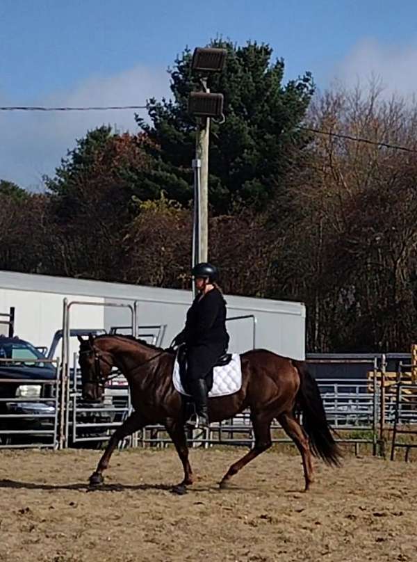 dressage-quarter-horse