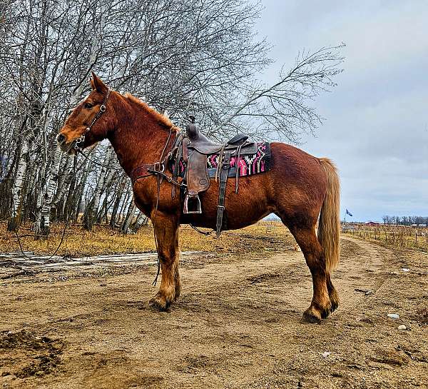 all-around-draft-horse