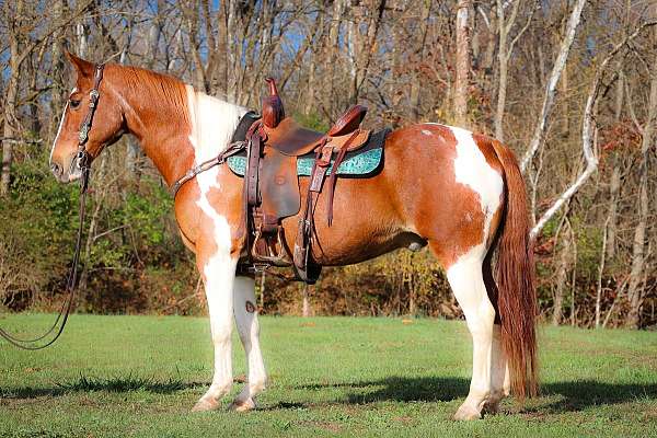 tobiano-western-dressage-horse