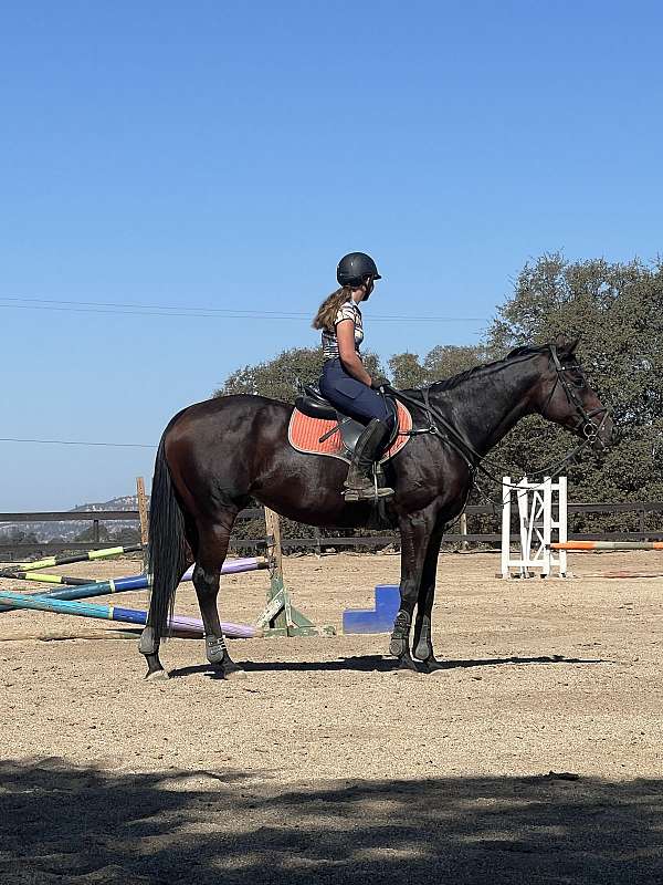 confidence-builder-thoroughbred-horse