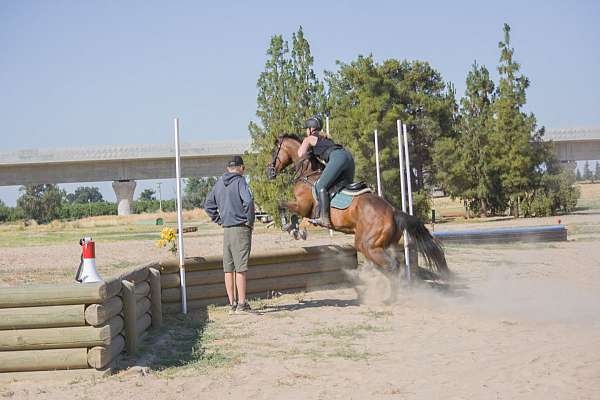 ottb-thoroughbred-horse