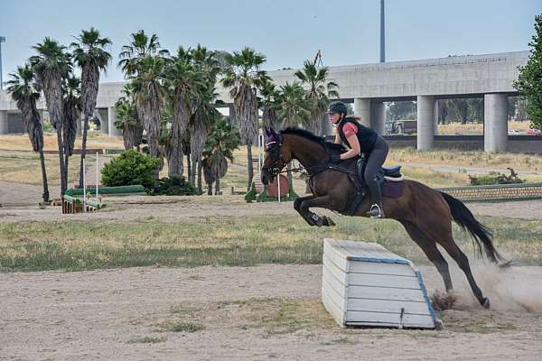 eventing-thoroughbred-horse