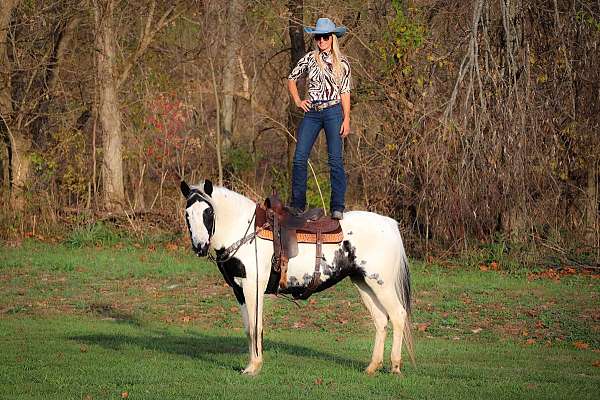 tobiano-haflinger