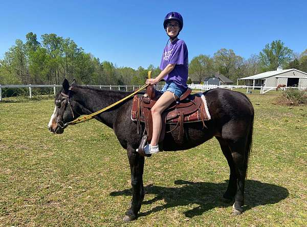 bay-schoolmaster-pony