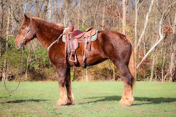 all-around-draft-horse