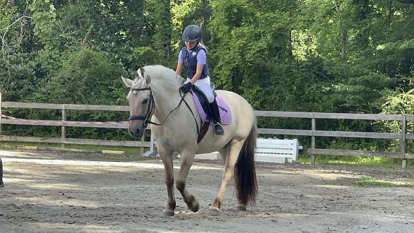 cart-fjord-horse