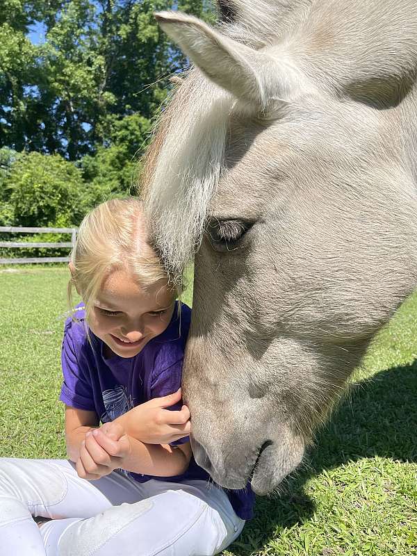 classical-fjord-horse