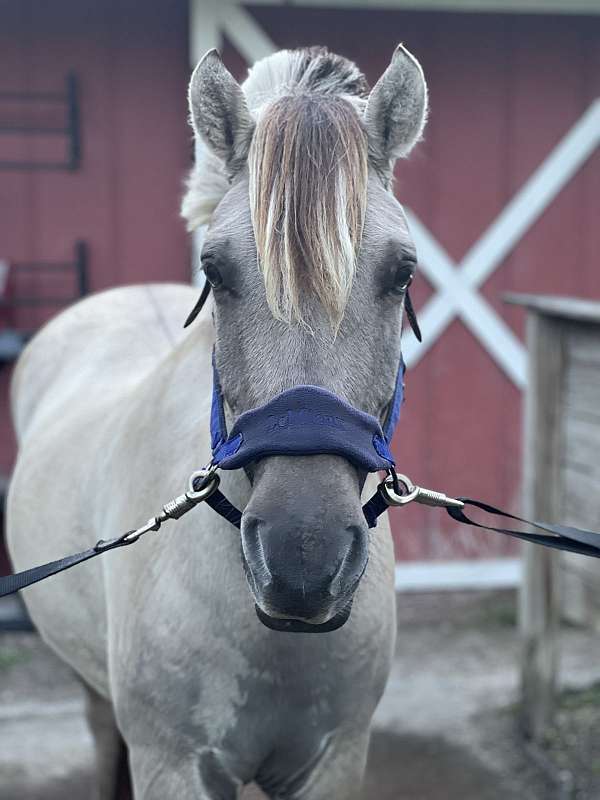 clips-fjord-horse